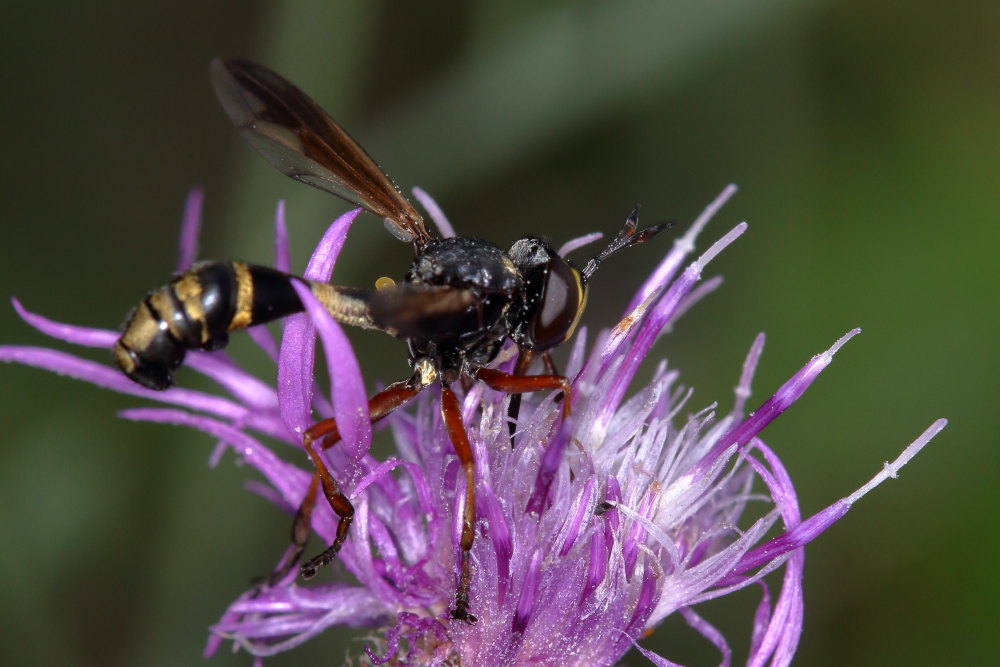 Conopidae:  Physocephala cfr. rufipes