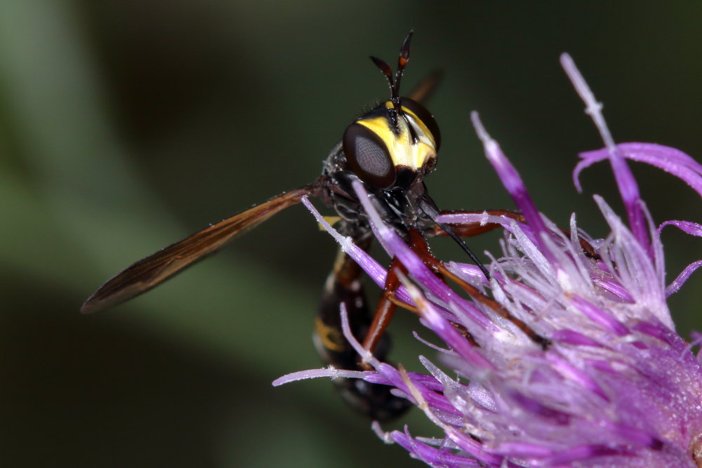 Conopidae:  Physocephala cfr. rufipes