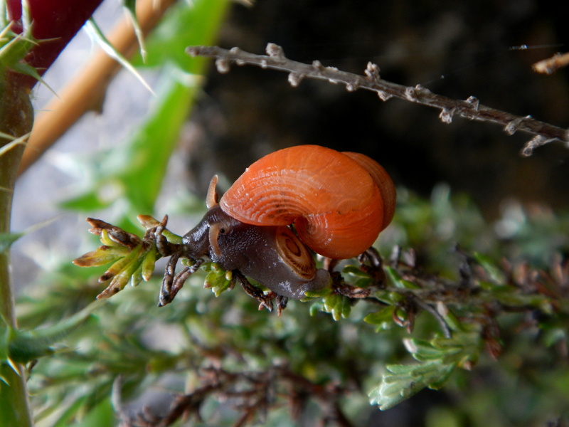 strana chiocciolina da determinare