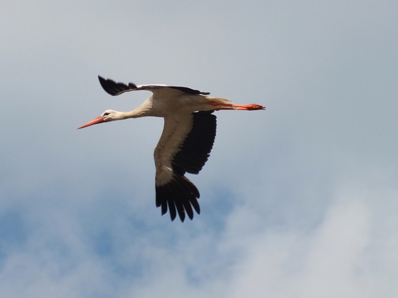 Incontri di stagione