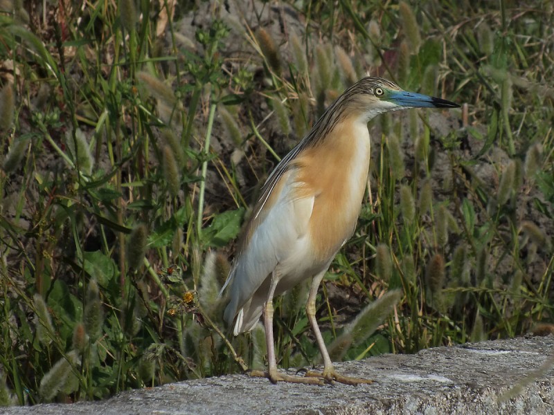 Incontri di stagione