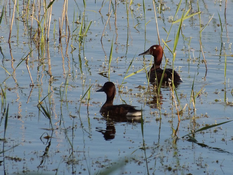 Incontri di stagione