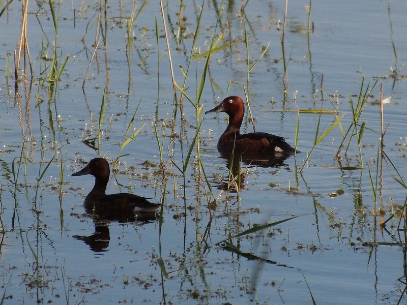 Incontri di stagione