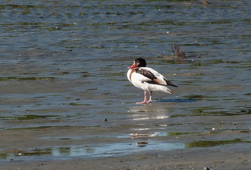 Volpoca ( Tadorna tadorna )