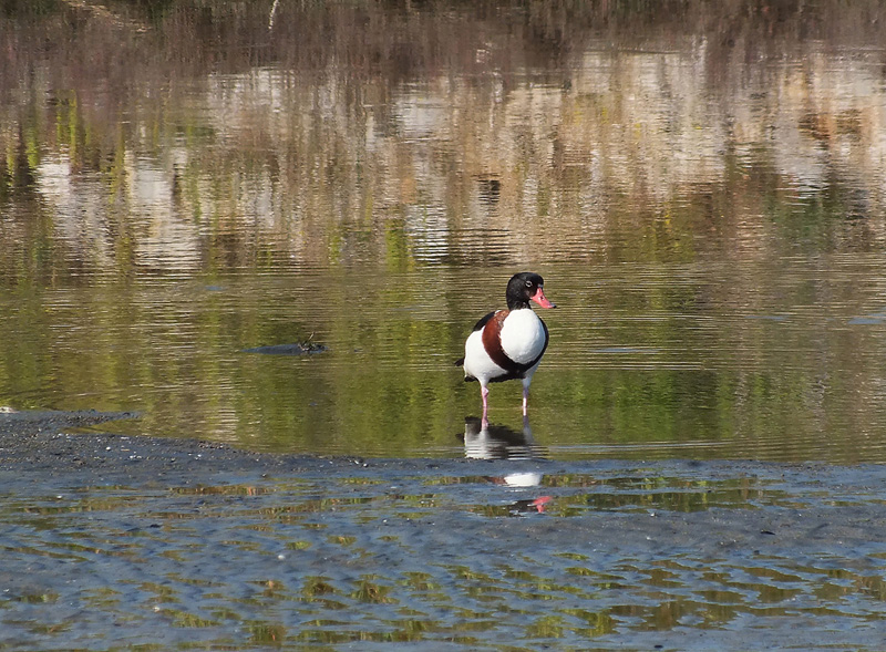 Volpoca ( Tadorna tadorna )