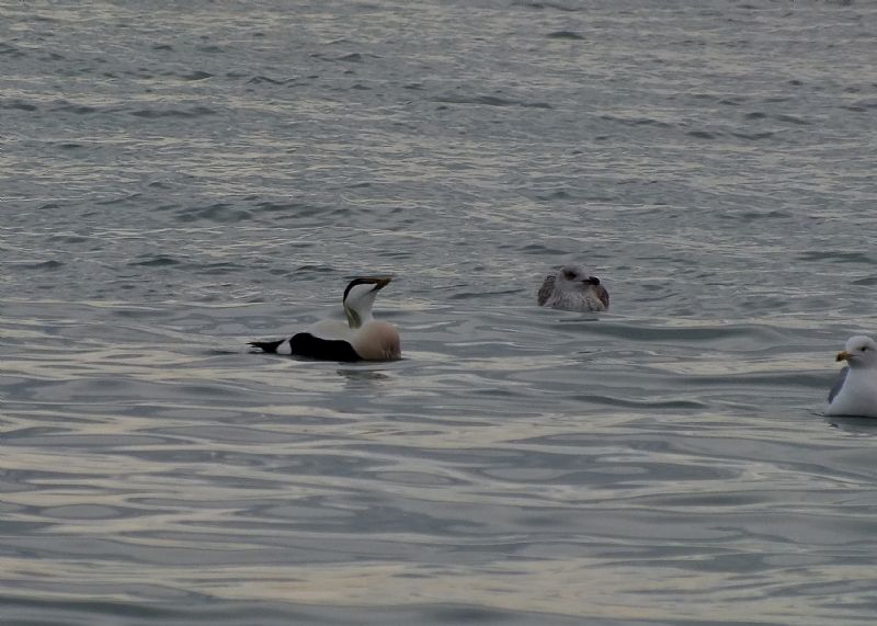 Corteggiamento Edredone vs Gabbiano reale