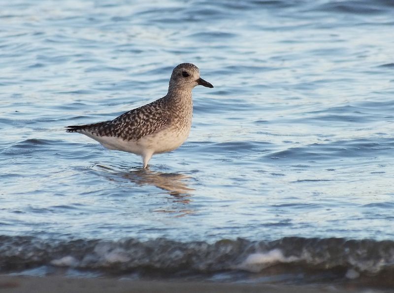 Pivieressa ( Pluvialis squatarola )