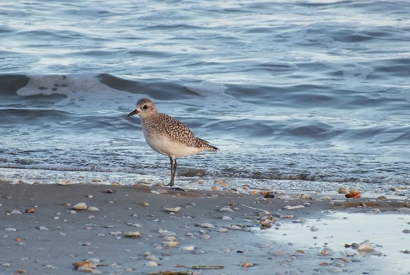 Pivieressa ( Pluvialis squatarola )