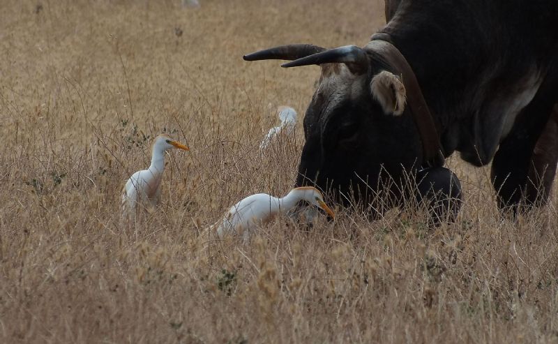 Aironi guardabuoi ( Bubulcus ibis )