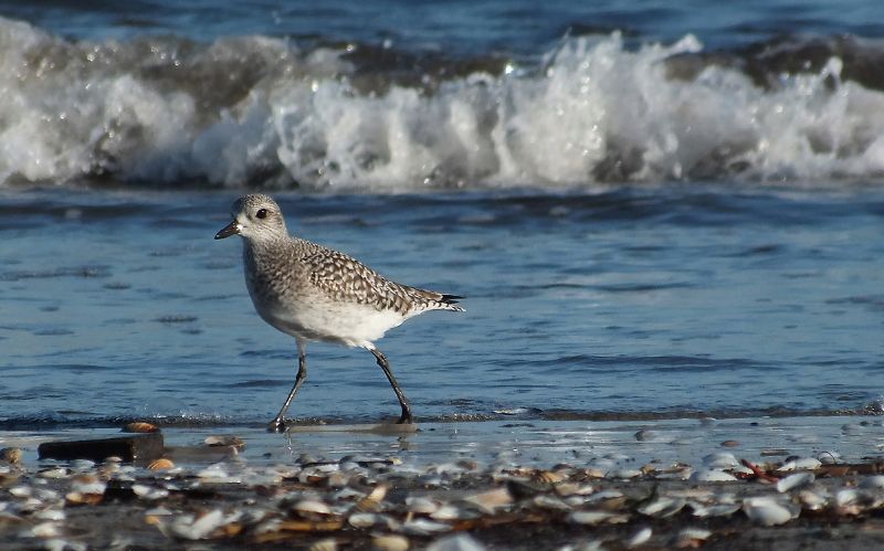 Pivieressa ( Pluvialis squatarola )