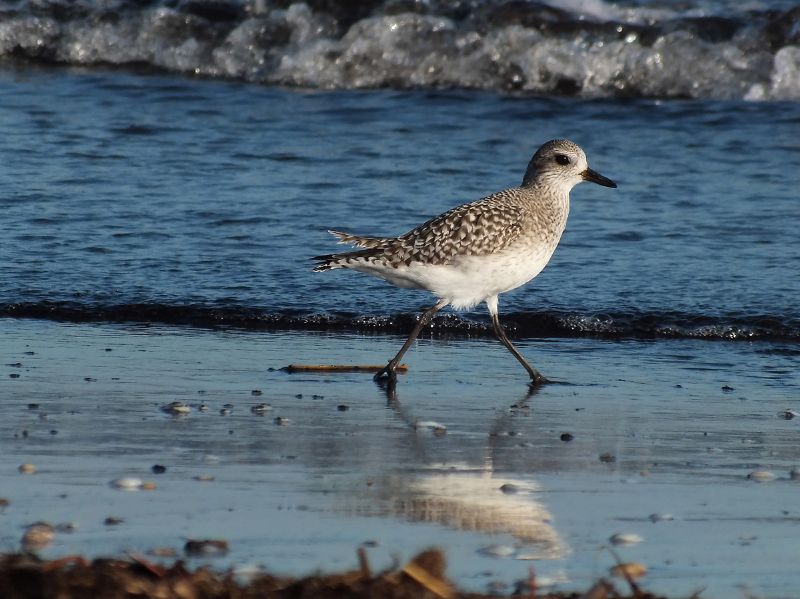 Pivieressa ( Pluvialis squatarola )
