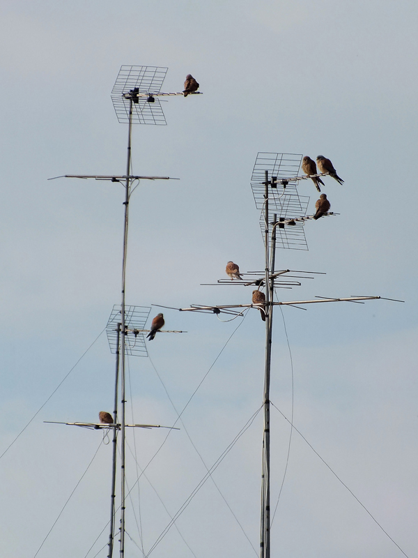 Il Grillaio ( Falco naumanni )