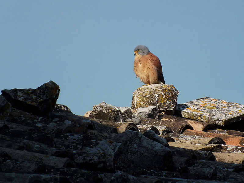 Il Grillaio ( Falco naumanni )