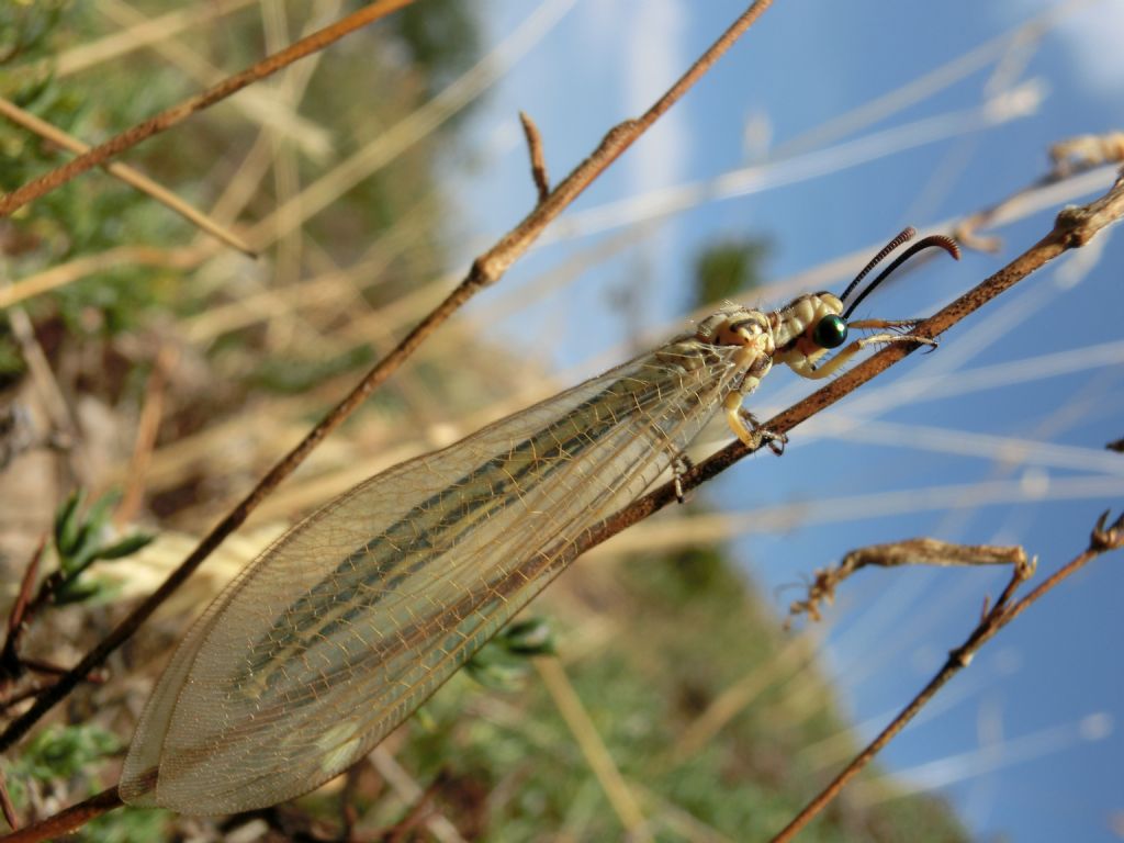Myrmeleontidae sulle Madonie: Creoleon lugdunensis