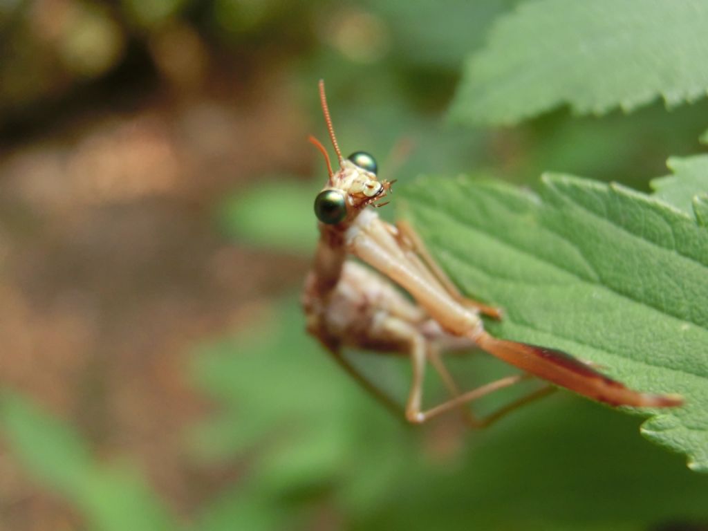 incontro leggendario:  Mantispa styriaca (Mantispidae)!