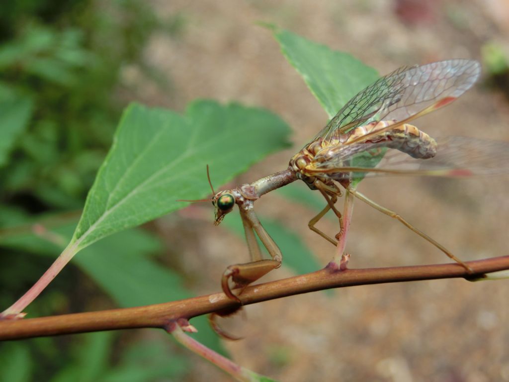 incontro leggendario:  Mantispa styriaca (Mantispidae)!