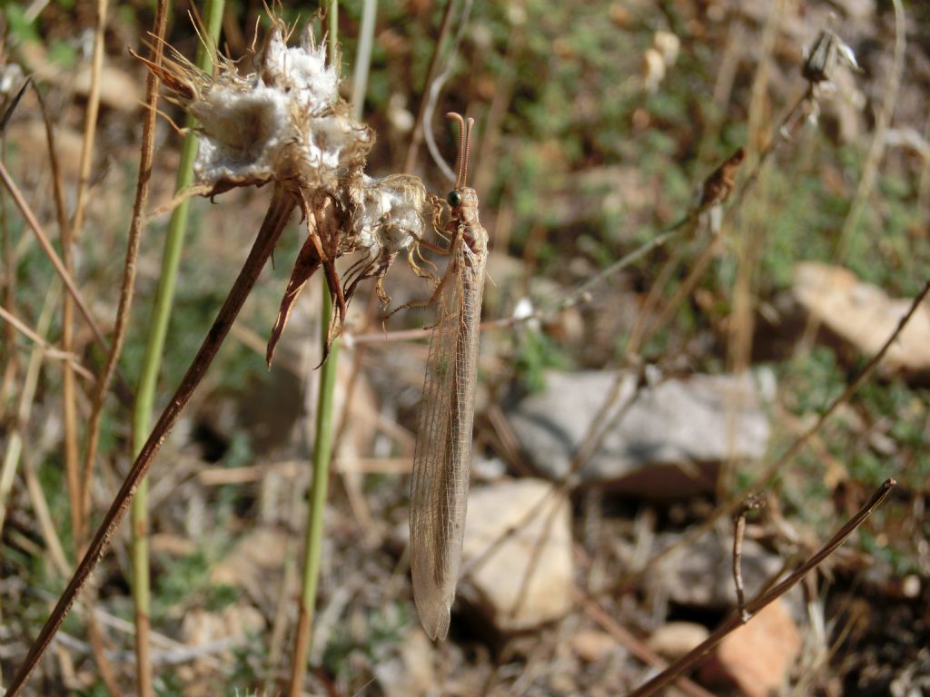 Myrmeleontidae sulle Madonie: Creoleon lugdunensis