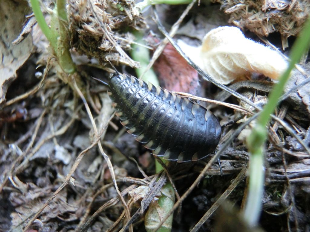 Aiuto ID isopode? No larva di Silfide