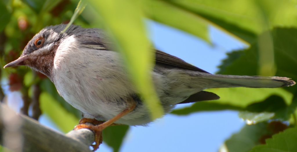 sterpazzolina comune?