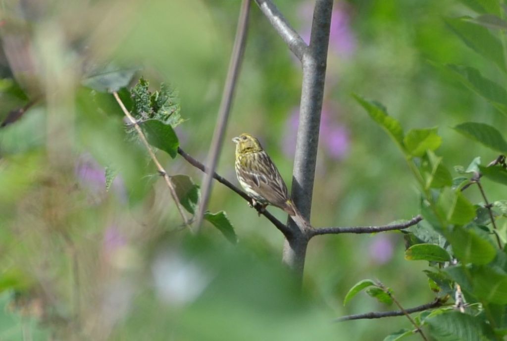 aiuto identificazione 2