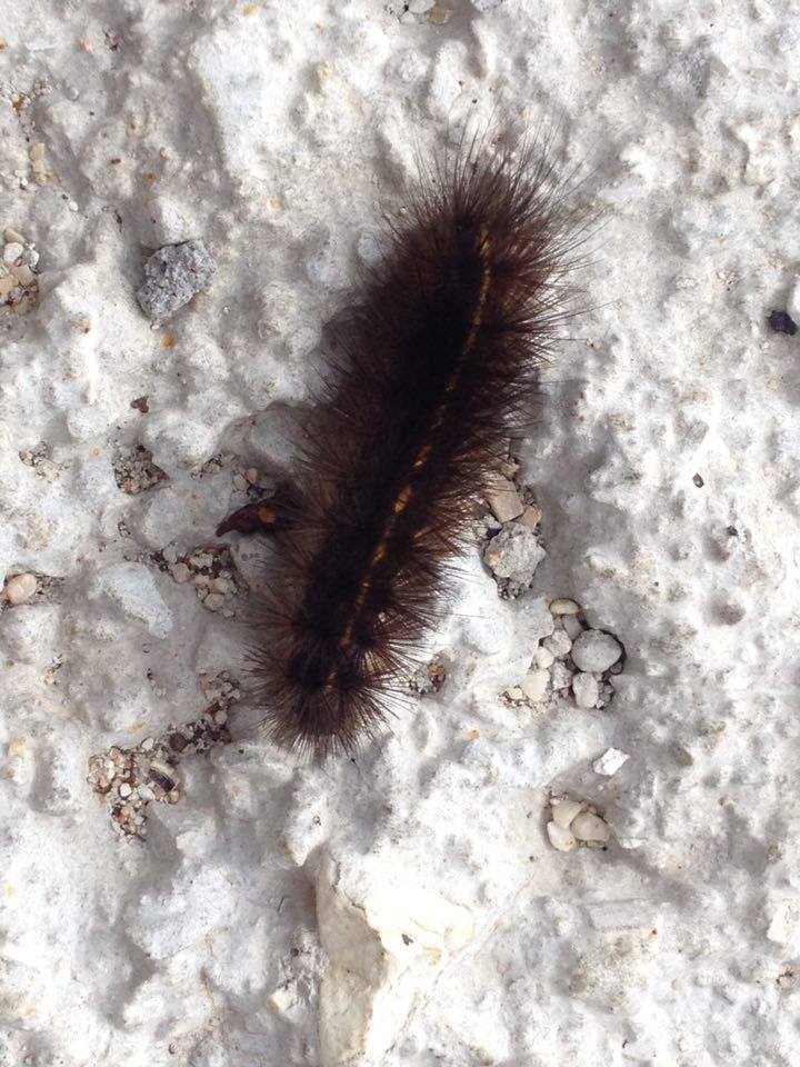Bruco da identificare