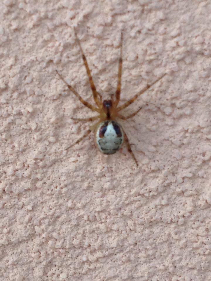 Zygiella sp.  - L''Aquila