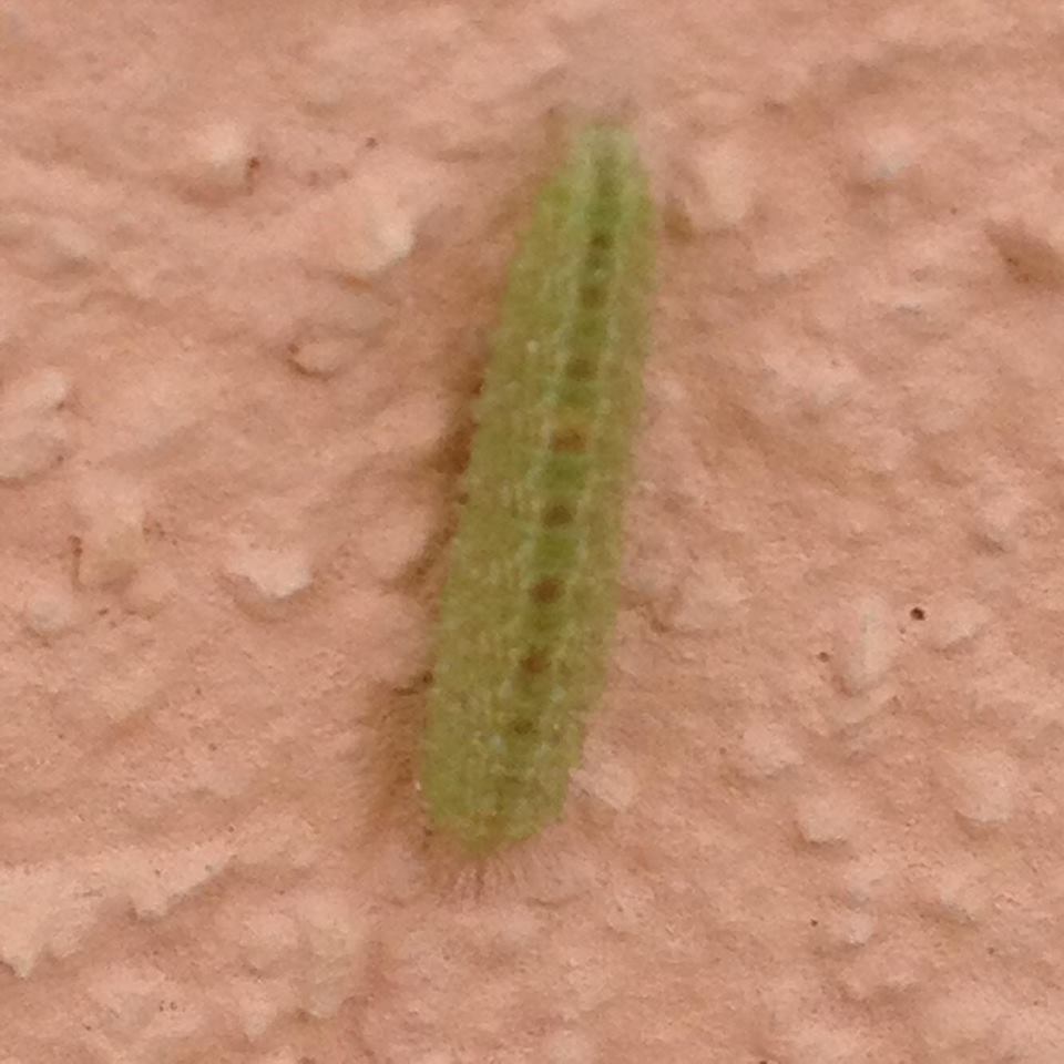 Larva color verde - Cfr. Emmelina monodactyla