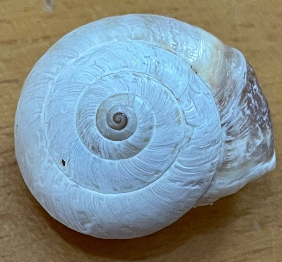 Cernuella?
