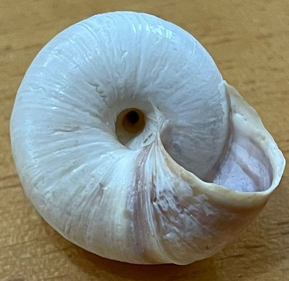 Cernuella?