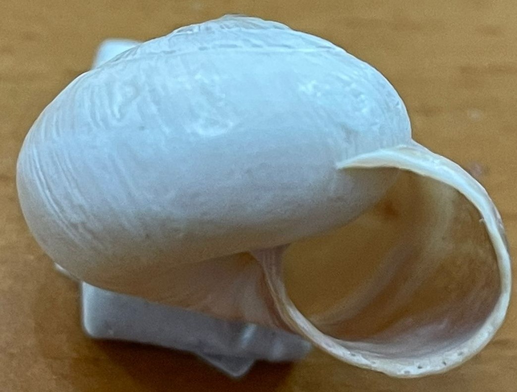 Cernuella?
