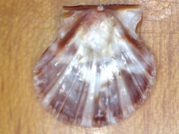 Piccolo pecten