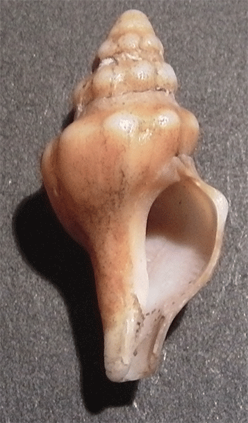 Gasteropode da identificare