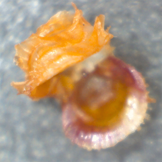 Bivalve Bicolor