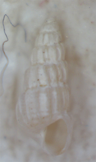 Altre due micro conchiglie