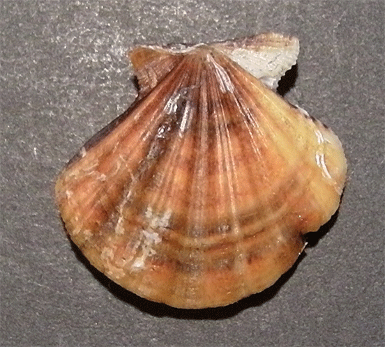 Flexopecten flexuosus ?