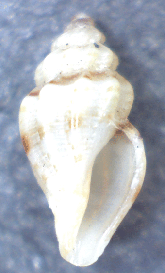 Mangelia da determinare