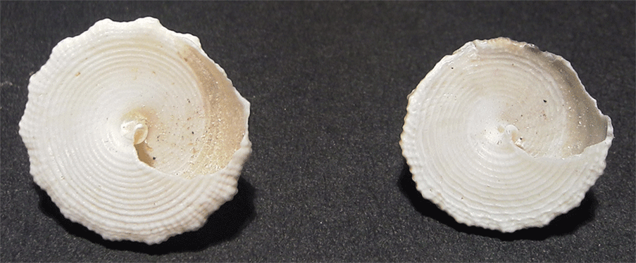 Trochidae da determinare