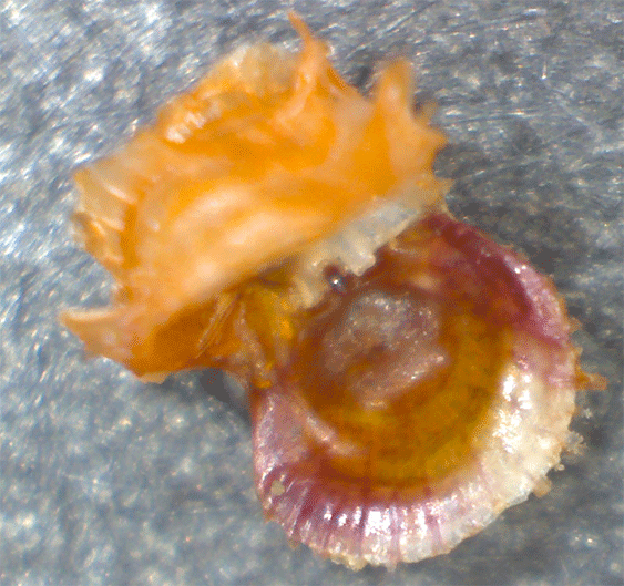 Bivalve Bicolor