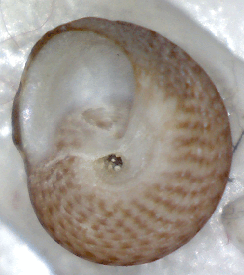 Gibbula da determinare