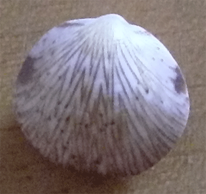 Variet� di Glycymesris?