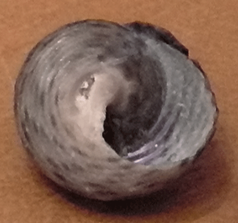 Gibbula da determinare