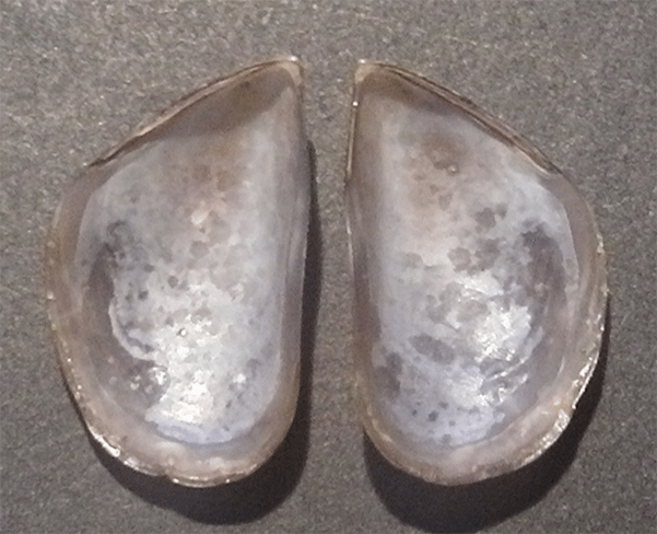 Mytilus galloprovincialis albino ?