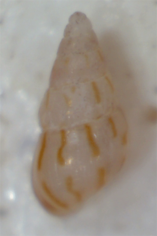 Piccolo gasteropode