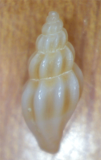 Un''altra Bela sp.