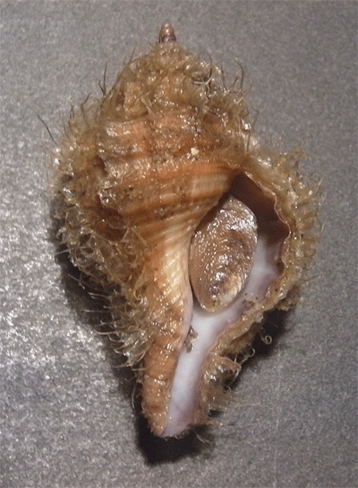 Gasteropode da determinare