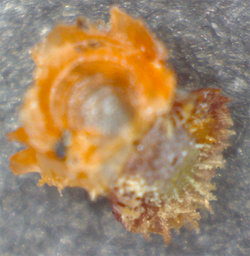 Bivalve Bicolor