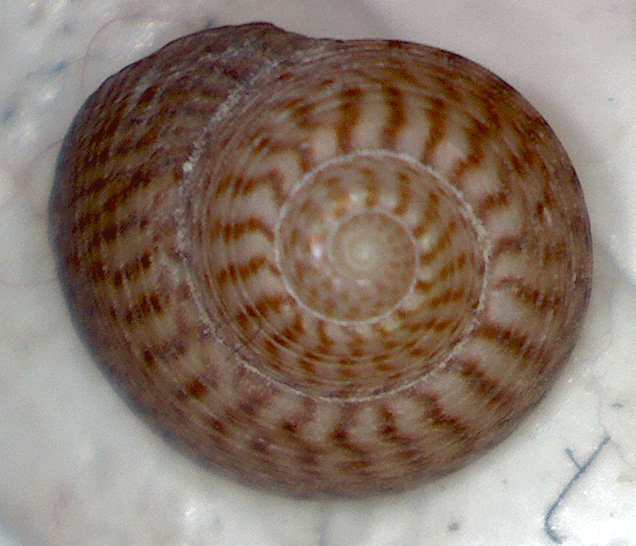 Gibbula da determinare