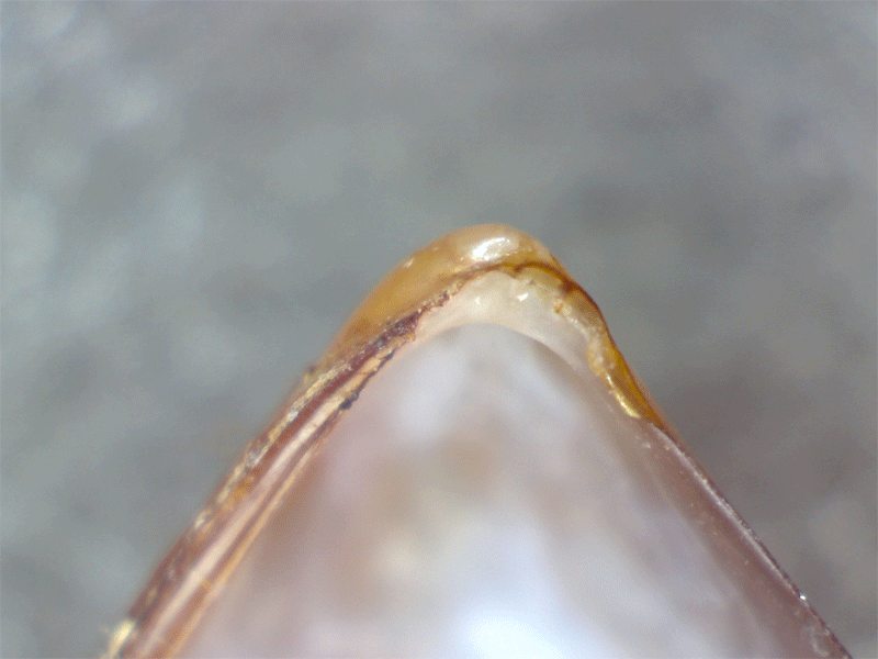 Mytilus galloprovincialis albino ?