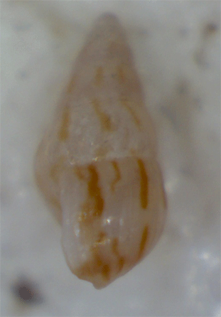 Piccolo gasteropode