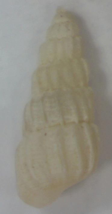 Altre due micro conchiglie